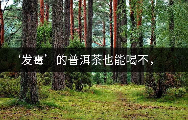 ‘發(fā)霉’的普洱茶也能喝不，看科學(xué)解釋