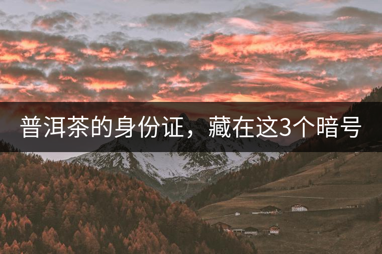 普洱茶的身份證，藏在這3個暗號中