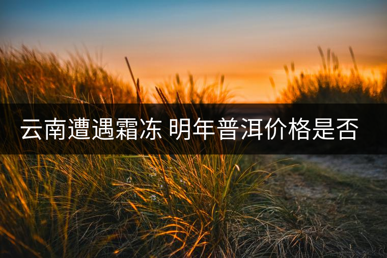 云南遭遇霜凍 明年普洱價(jià)格是否飆升？