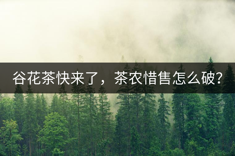 谷花茶快來(lái)了，茶農(nóng)惜售怎么破？
