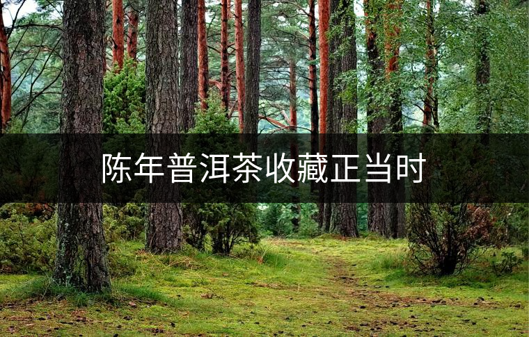 陳年普洱茶收藏正當(dāng)時(shí) 陳年普洱茶收藏正當(dāng)時(shí)