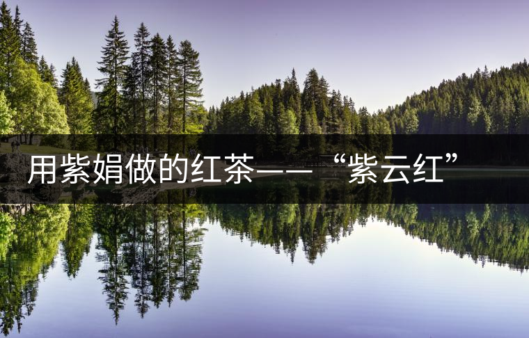 用紫娟做的紅茶——“紫云紅”誕生 用紫娟做的紅茶——“紫云紅”誕生