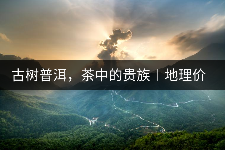 古樹普洱，茶中的貴族︱地理價(jià)值是普洱茶的最大資源優(yōu)勢