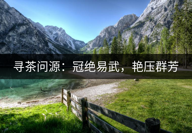 尋茶問源：冠絕易武，艷壓群芳