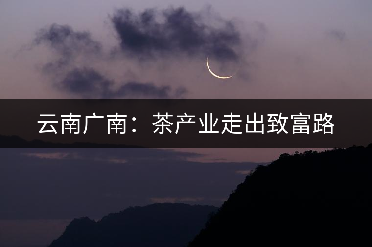 云南廣南：茶產業(yè)走出致富路