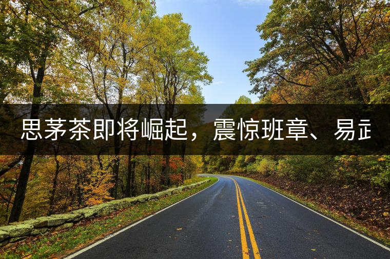 思茅茶即將崛起，震驚班章、易武！