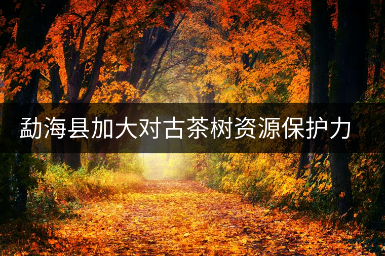 勐?？h加大對古茶樹資源保護(hù)力度