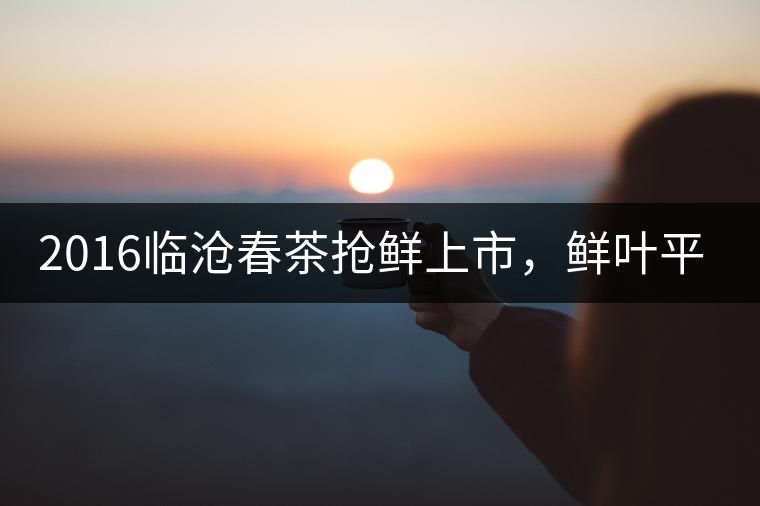 2016臨滄春茶搶鮮上市，鮮葉平均價同比去年減幅6.3%
