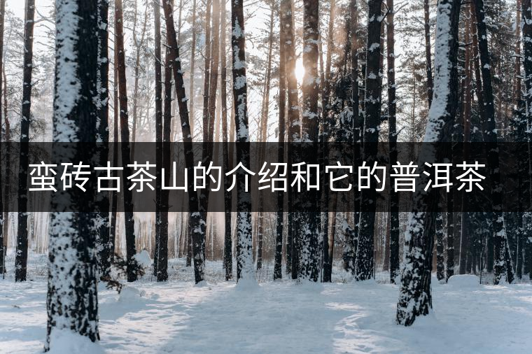 蠻磚古茶山的介紹和它的普洱茶特點