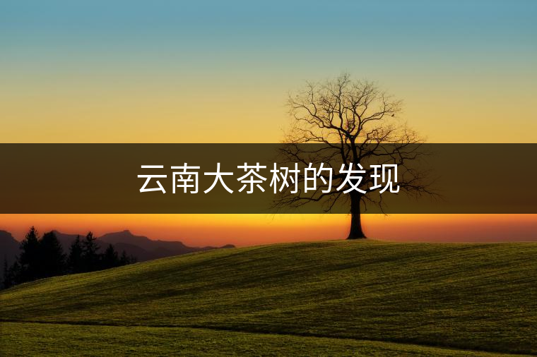 云南大茶樹(shù)的發(fā)現(xiàn) 云南大茶樹(shù)的發(fā)現(xiàn)