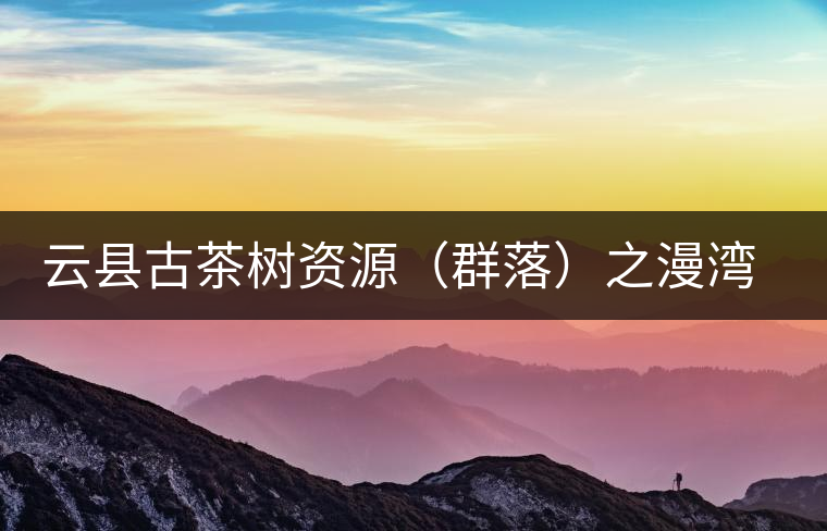 云縣古茶樹資源（群落）之漫灣鎮(zhèn)、茂蘭鎮(zhèn)大丙山