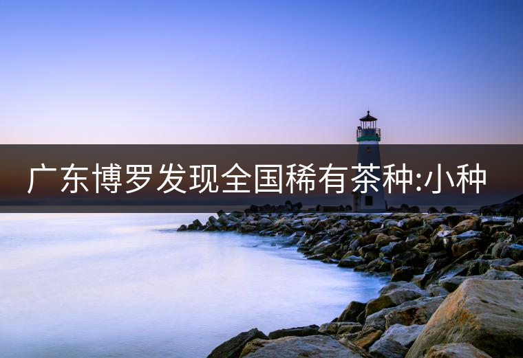 廣東博羅發(fā)現(xiàn)全國稀有茶種:小種紫芽茶 廣東博羅發(fā)現(xiàn)全國稀有茶種:小種紫芽茶