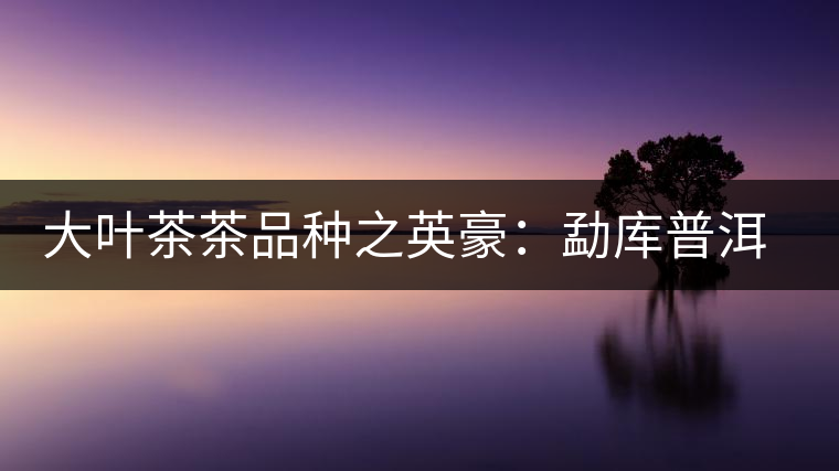 大葉茶茶品種之英豪:勐庫(kù)普洱茶 大葉茶茶品種之英豪:勐庫(kù)普洱茶