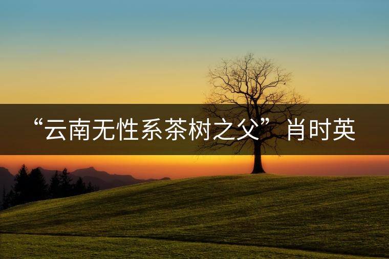 “云南無性系茶樹之父”肖時英—— 為了云茶根深葉茂