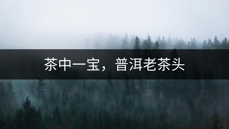 茶中一寶，普洱老茶頭