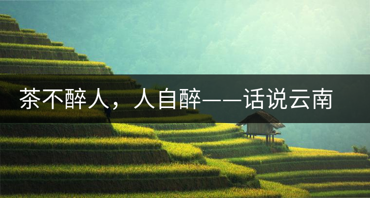 茶不醉人，人自醉——話說云南冰島普洱茶