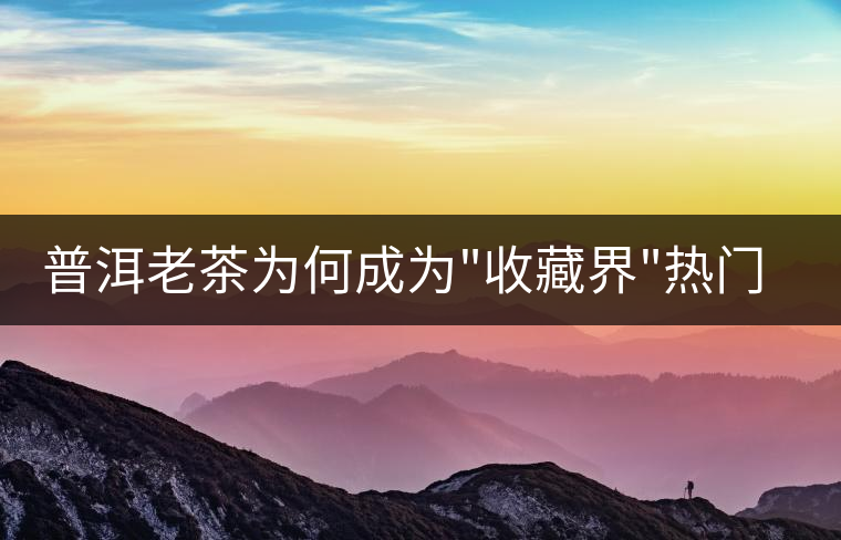 普洱老茶為何成為