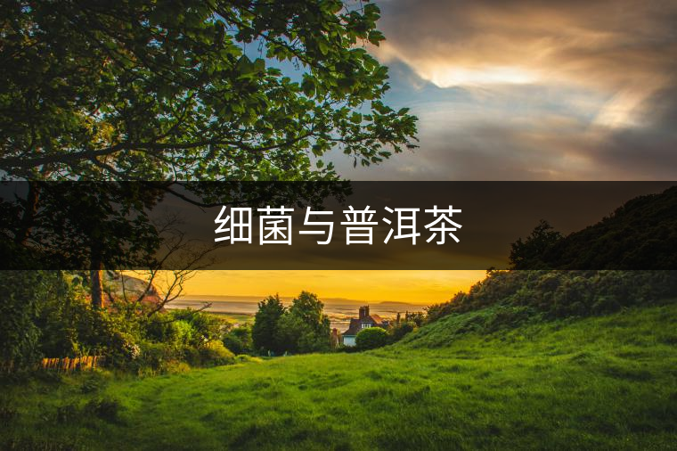 細菌與普洱茶 細菌與普洱茶