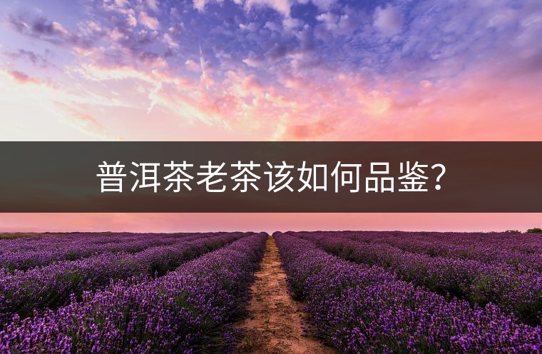 普洱茶老茶該如何品鑒？