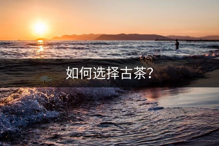 如何選擇古茶？