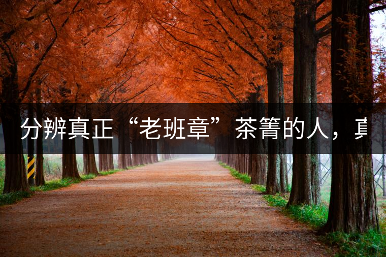 分辨真正“老班章”茶箐的人，真的不多！