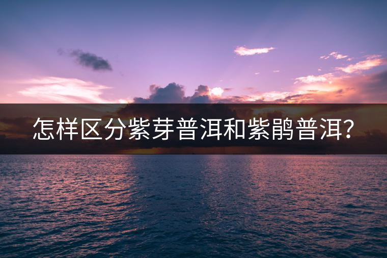 怎樣區(qū)分紫芽普洱和紫鵑普洱？