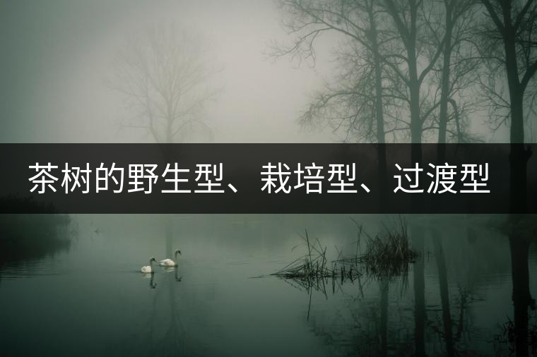 茶樹的野生型、栽培型、過渡型是怎么界定的？
