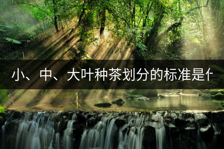 小、中、大葉種茶劃分的標(biāo)準(zhǔn)是什么？