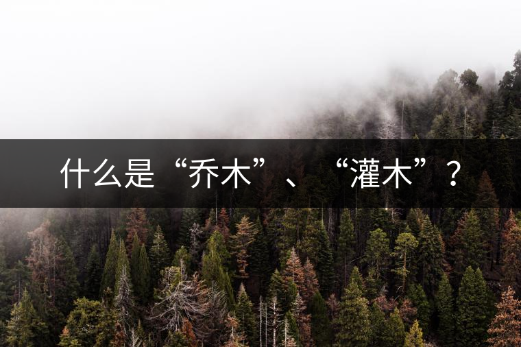 什么是“喬木”、“灌木”？