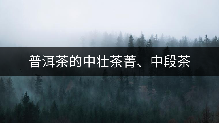 普洱茶的中壯茶菁、中段茶