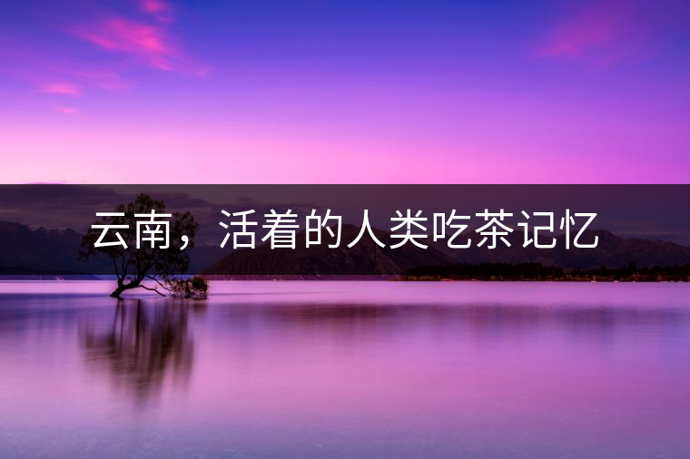 云南，活著的人類吃茶記憶