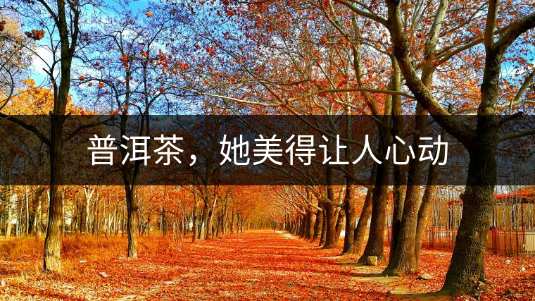 普洱茶，她美得讓人心動