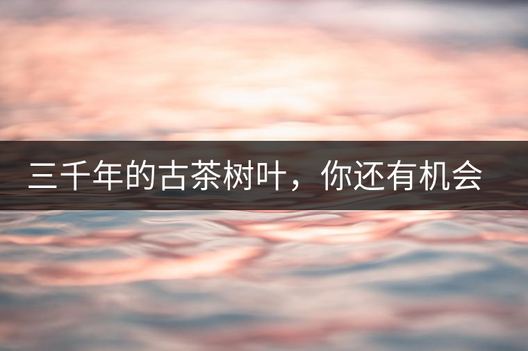 三千年的古茶樹葉，你還有機會喝到嗎？
