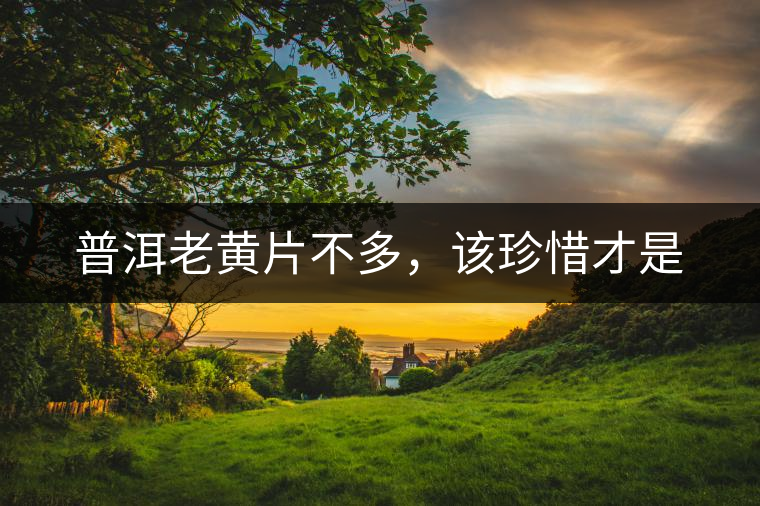 普洱老黃片不多，該珍惜才是