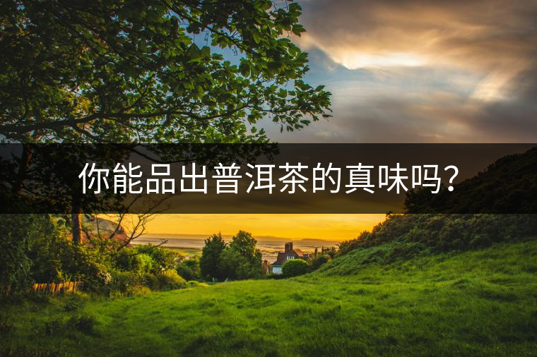 你能品出普洱茶的真味嗎？