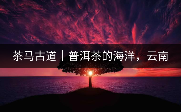 茶馬古道｜普洱茶的海洋，云南