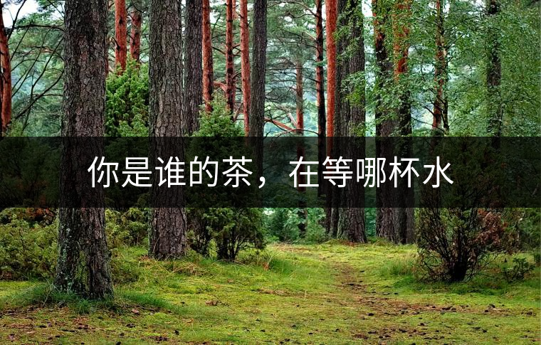 你是誰(shuí)的茶，在等哪杯水