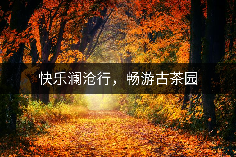 快樂(lè)瀾滄行，暢游古茶園