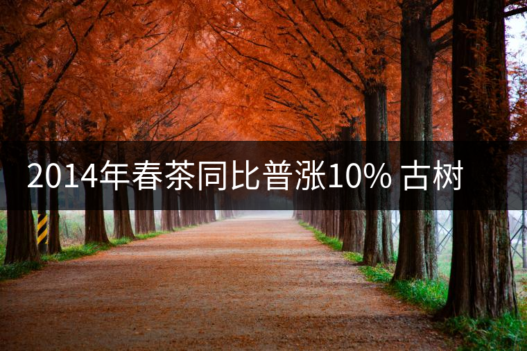 2014年春茶同比普漲10% 古樹(shù)普洱茶或?qū)⑸细?倍 2014年春茶同比普漲10% 古樹(shù)普洱茶或?qū)⑸细?倍