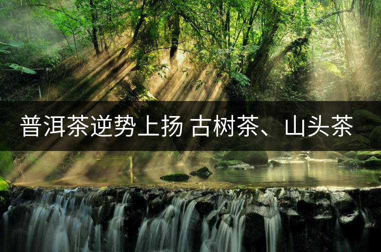普洱茶逆勢上揚 古樹茶、山頭茶遭“熱捧”
