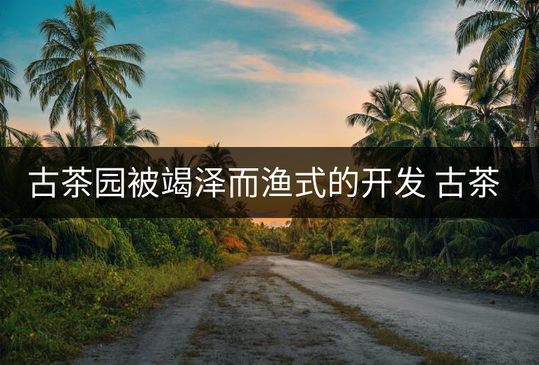 古茶園被竭澤而漁式的開發(fā) 古茶還能香多久？