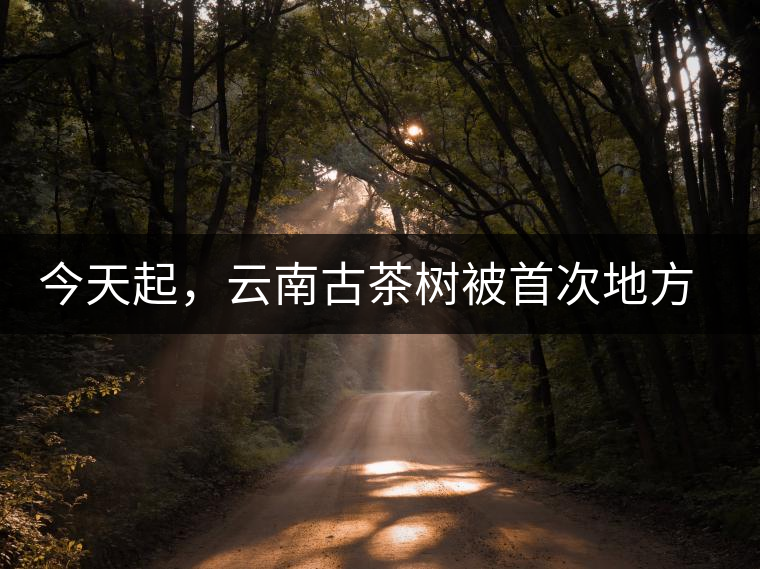 今天起，云南古茶樹被首次地方立法保護(hù)