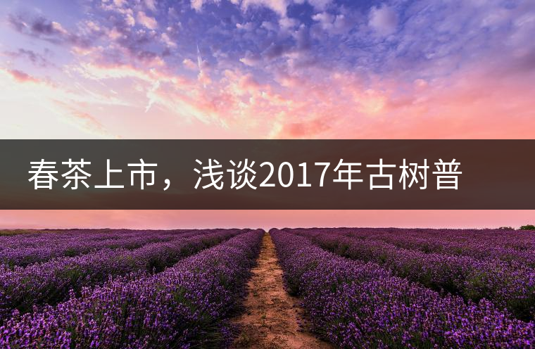 春茶上市，淺談2017年古樹普洱茶的市場增值潛力
