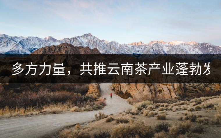 多方力量，共推云南茶產(chǎn)業(yè)蓬勃發(fā)展！
