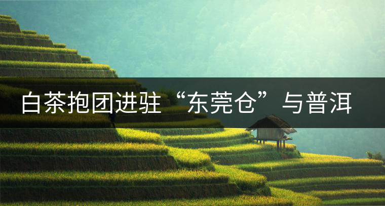 白茶抱團(tuán)進(jìn)駐“東莞倉”與普洱形成“黑白爭雄”之勢