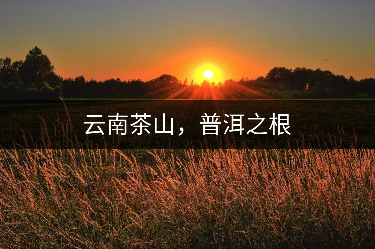 云南茶山，普洱之根