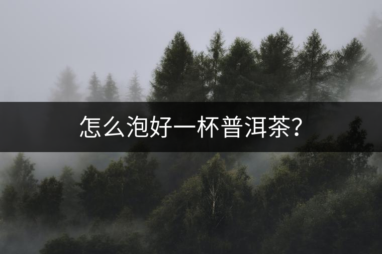 怎么泡好一杯普洱茶？