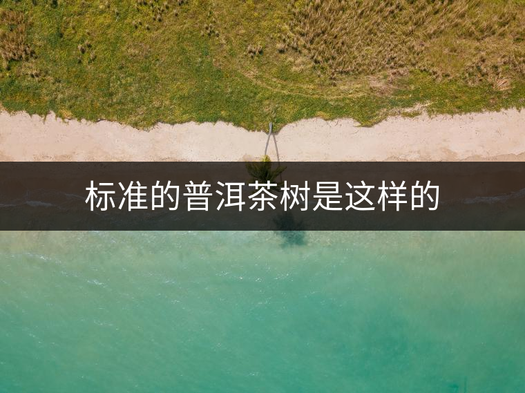 標(biāo)準(zhǔn)的普洱茶樹是這樣的
