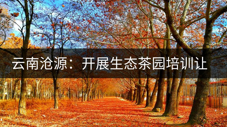 云南滄源：開展生態(tài)茶園培訓讓茶業(yè)增產(chǎn)增質