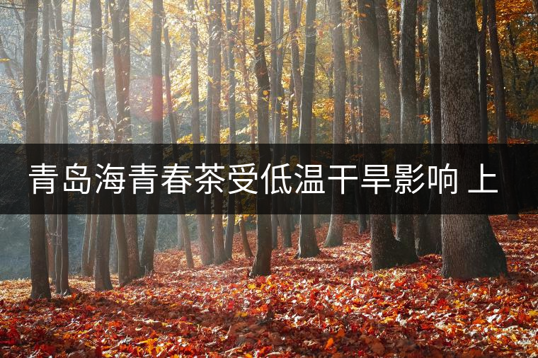 青島海青春茶受低溫干旱影響 上市時(shí)間晚半個(gè)月 青島海青春茶受低溫干旱影響 上市時(shí)間晚半個(gè)月